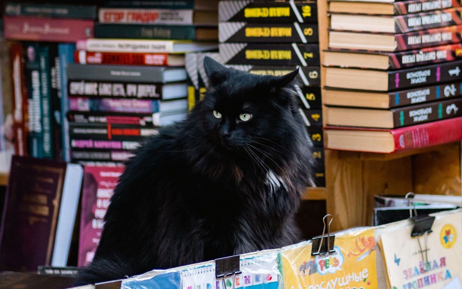 A fluffy black cat sits atop stacked books in a bookshop